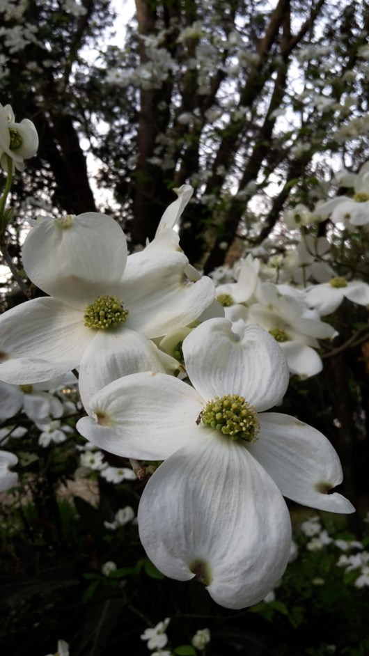 Cornus florida - Blomkornoelie, Flowering dogwood
