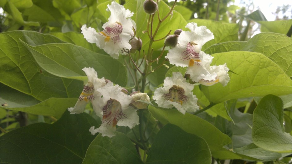 Catalpa bignonioides - Trompetboom, Wes-Indiese boontjieboom, Cigar tree, Indian bean tree, Southern catalpa