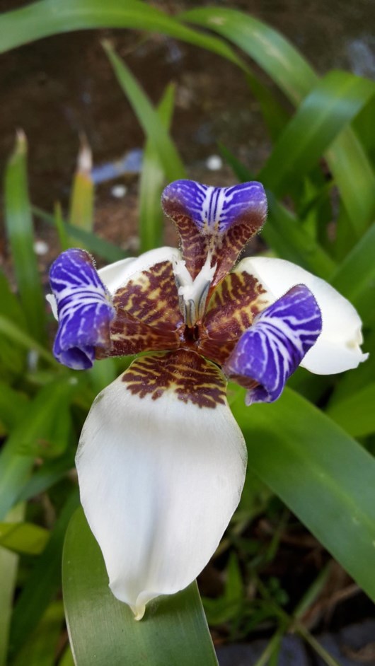 Neomarica northiana - Walking iris