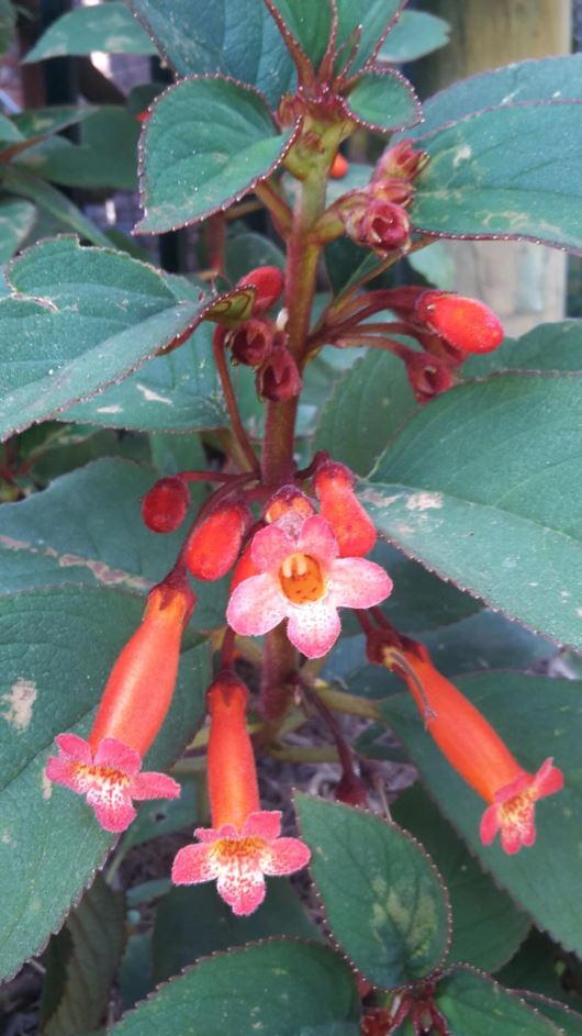 Kohleria eriantha - Red trumpet, Woolly flowered tree gloxinia