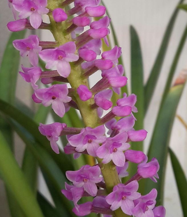 Arpophyllum spicatum - Hyacinth orchid, Sickle-leaved arpophyllum