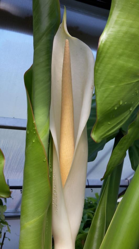 Typhonodorum lindleyanum - Waterpiesang, Water banana