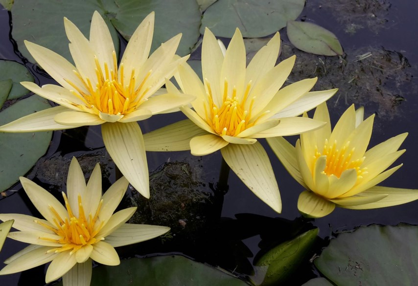 Nymphaea 'St Louis Gold' - Waterlelie 'St Louis Gold', Water-lily 'St Louis Gold'