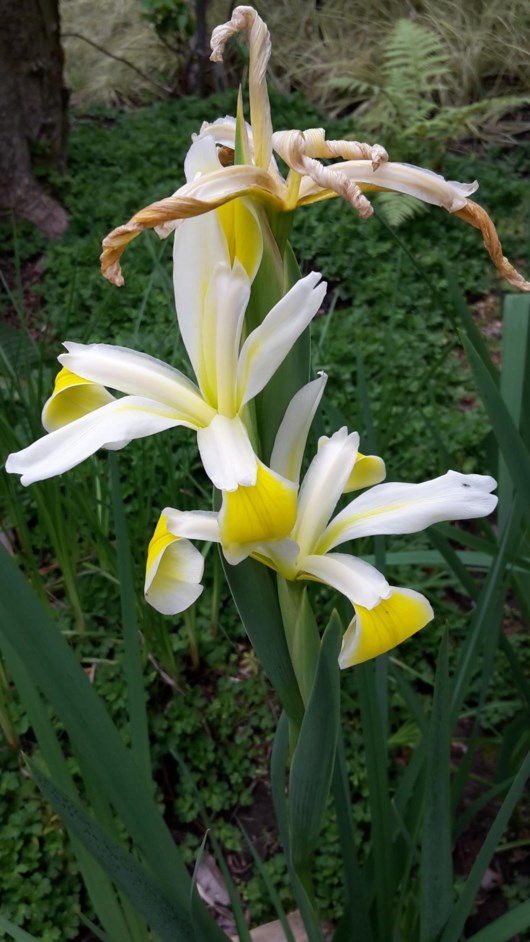 Iris sp. - Flappe, Irisse, Irises