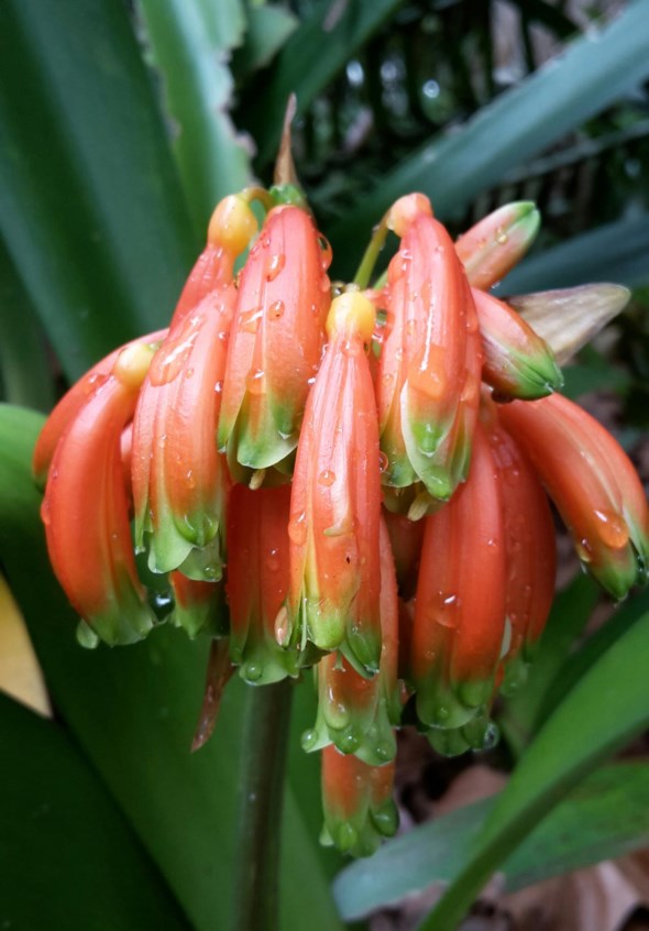 Clivia nobilis - Boslelie, Hangende boslelie, Natalboslelie, Bush lily, Drooping clivia, Eastern Cape clivia, Natal clivia, Umayime