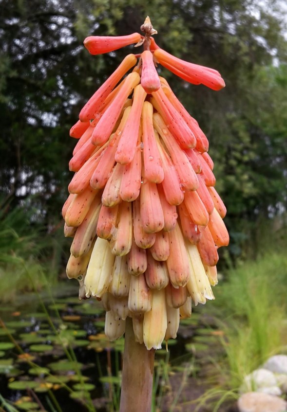Kniphofia uvaria - Rooisoldate, Soldaat, Stinkaalwyn, Vuurlelie, Vuurpyl, Fire lily, Ghoesghoeroe, Red-hot poker, Torch lily, Icacane | Stellenbosch Botanical South Africa