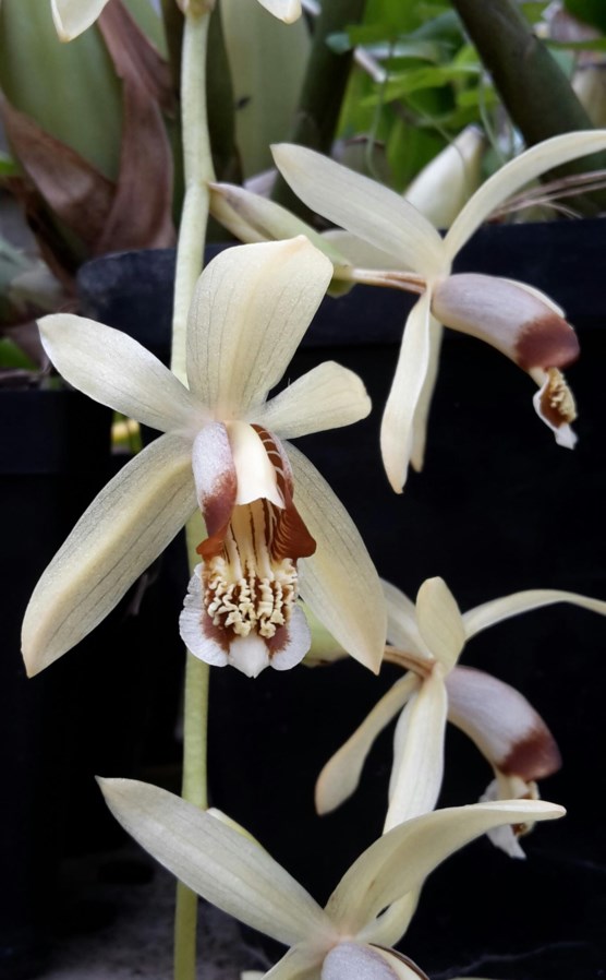 Coelogyne tomentosa - Necklace orchid