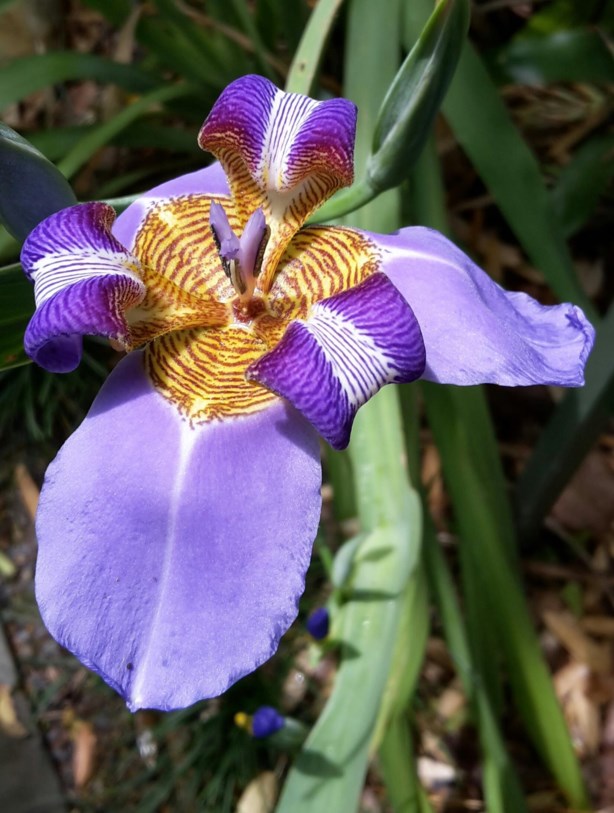 Neomarica caerulea - Apostle iris, Fan iris, Waaieriris, Walking iris, Brazilian iris