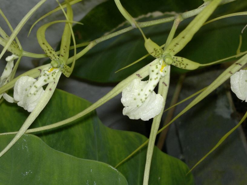 Brassia verrucosa - Spider orchid, Warty brassia