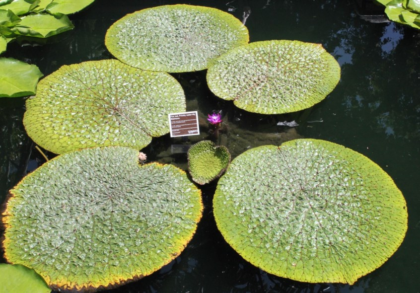 Euryale ferox - Fox nut, Prickly water-lily, Makhana