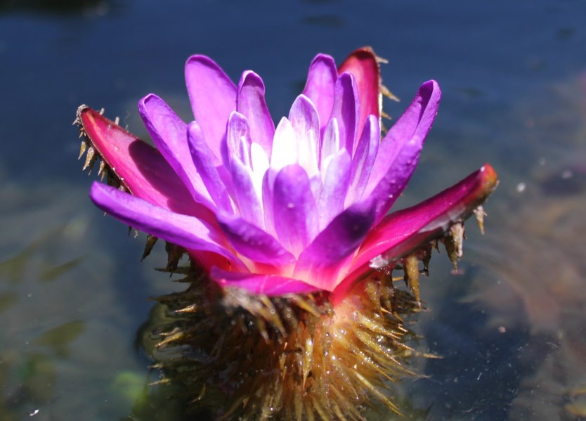 euryale-ferox-fox-nut-prickly-water-lily-makhana-stellenbosch