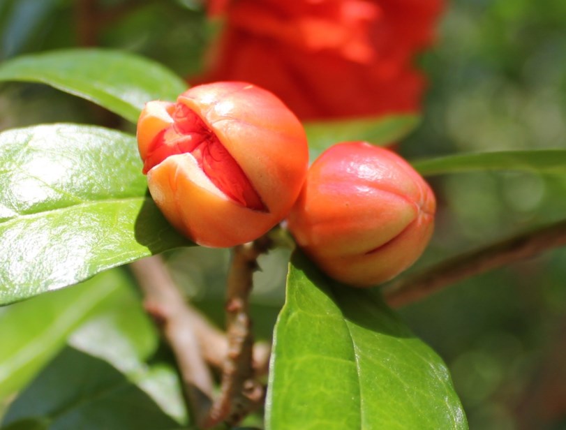 Punica granatum - Granaat, Granaatappel, Pomegranate | Stellenbosch ...