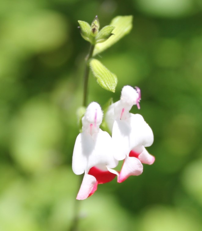 Salvia microphylla 'Hot Lips' - Blackcurrant sage