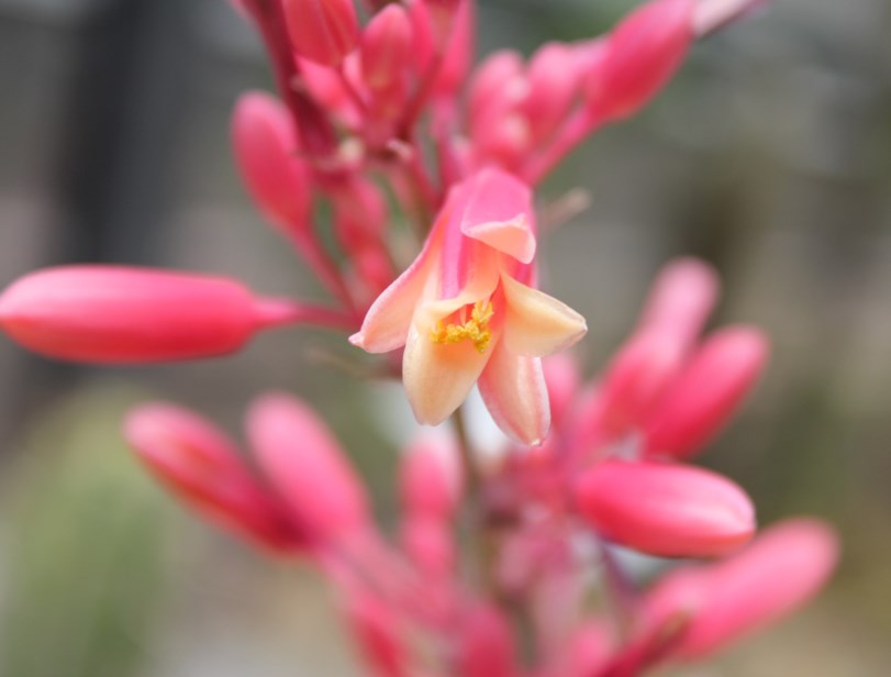 Hesperaloe parviflora - Red yucca, Samandoque