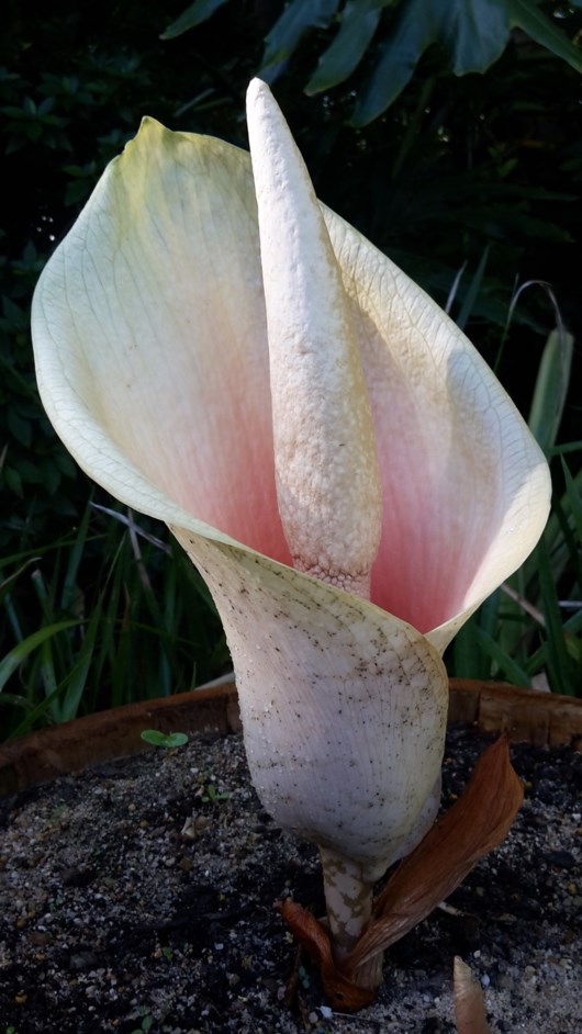 Amorphophallus bulbifer - Pink devil's tongue, Voodoo lily