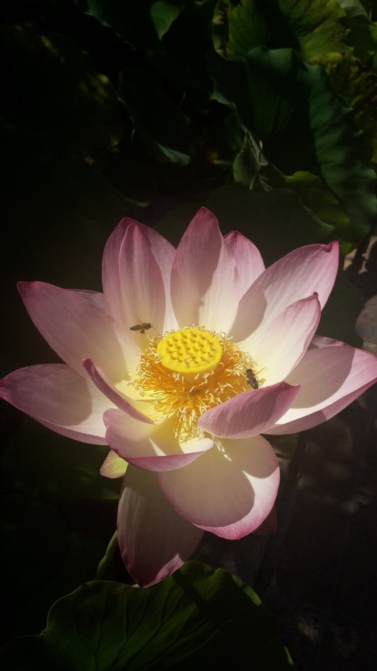 Nelumbo nucifera - Heilige lotus, Bean of India, Holy lotus, Lotus, Sacred lotus