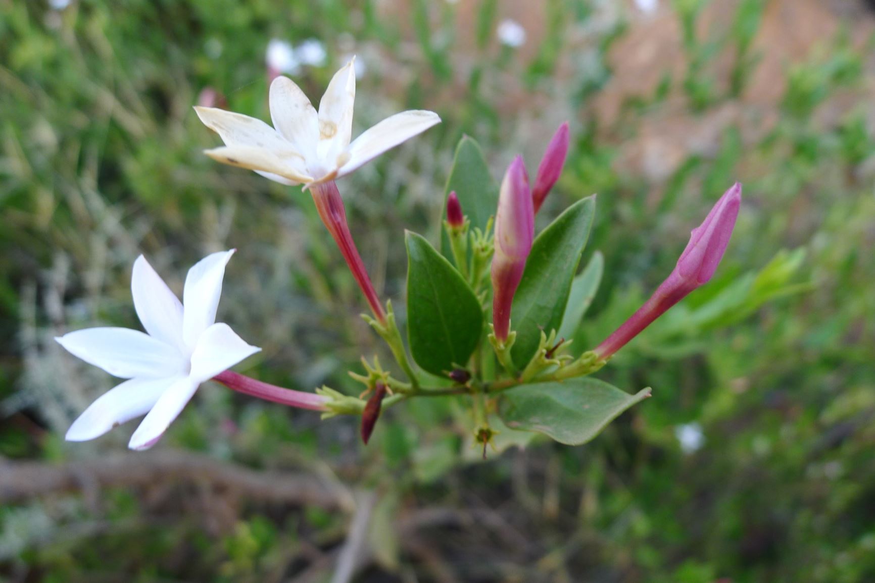 Jasminum glaucum - Wildejasmyn, Wild jasmine, Wild Jessamine
