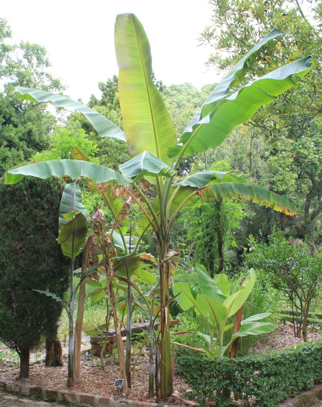 Musa × acuminata - Piesangboom, Banana tree