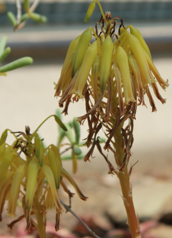 Aloe pearsonii - rooiblaar-aalwyn, Pearson's aloe, Richtersveld aloe