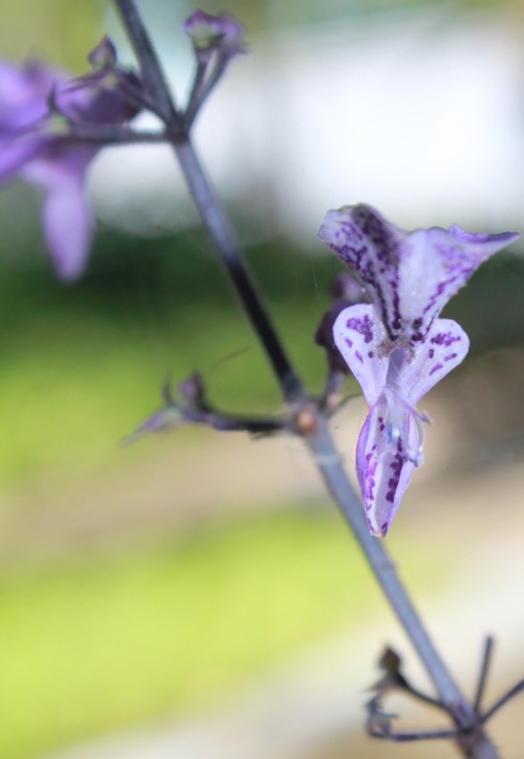 Plectranthus × 'Mona Lavender' - Muishondblaar, Plectanthus 'Mona Lavender', Spur flower