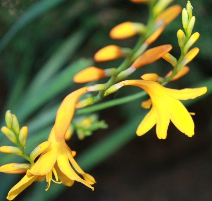 Crocosmia 'Yellow' - Crocosmia | Stellenbosch University Botanical ...