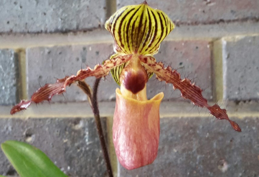 Paphiopedilum victoria-regina - Orgidee, Orchid