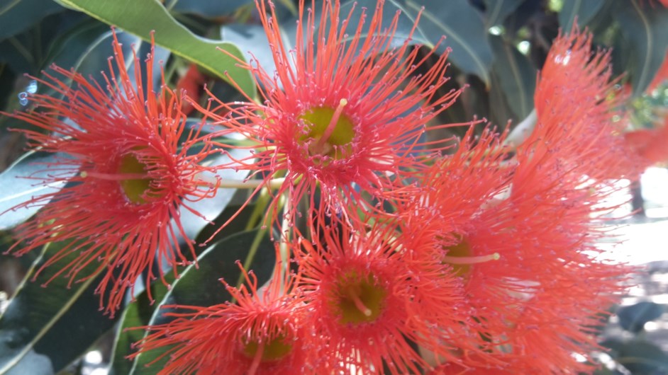 Corymbia ficifolia - Rooiblombloekom, Albany red flowering gum
