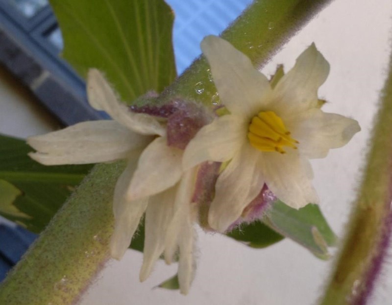 Solanum quitoense - Naranjilla