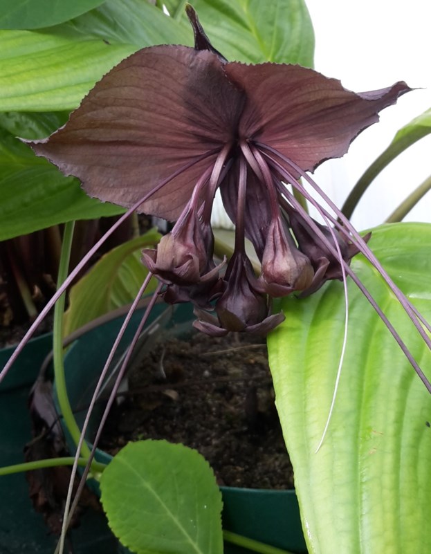 Tacca chantrieri - Vlermuisblom, Black bat flower