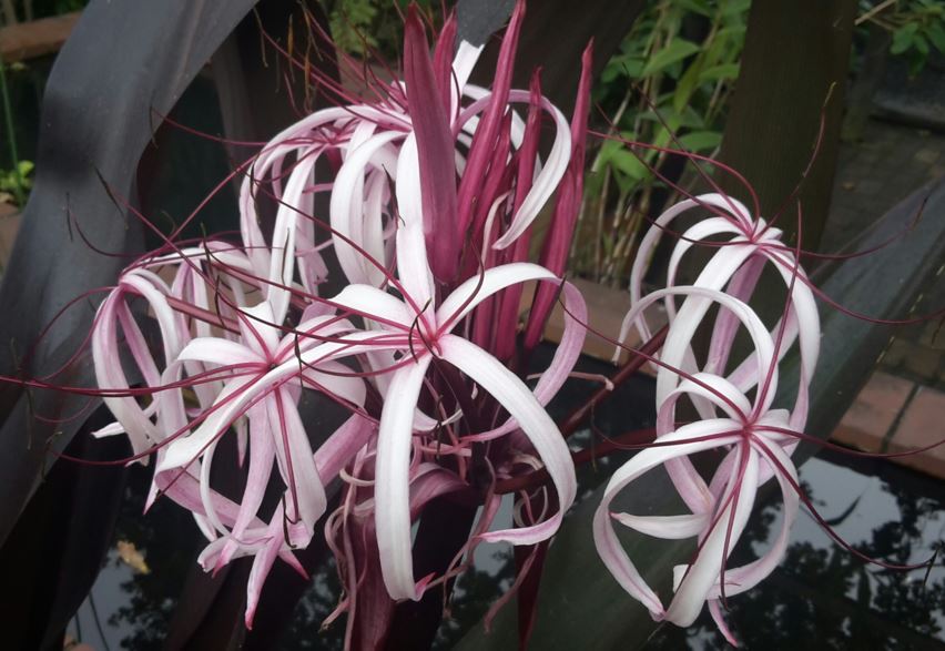 Crinum asiaticum 'Purpureum' - Giant crinum lily, Poison bulb, Spider lily