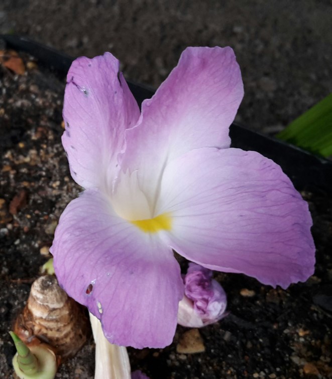 Siphonochilus aethiopicus - Wildegemmer, Natal ginger, Wild ginger, Indungulo, isiphephetho