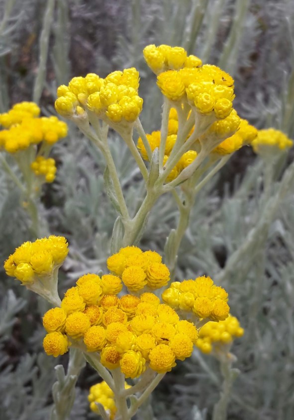 Helichrysum splendidum - Geelsewejaartjie, Cape gold