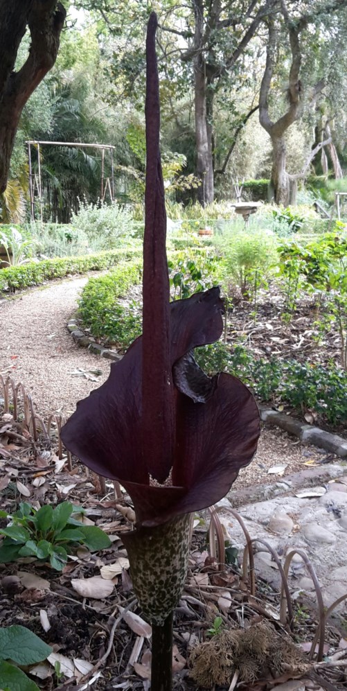 Amorphophallus konjac - Devil's tongue, Konjac, Voodoo lily