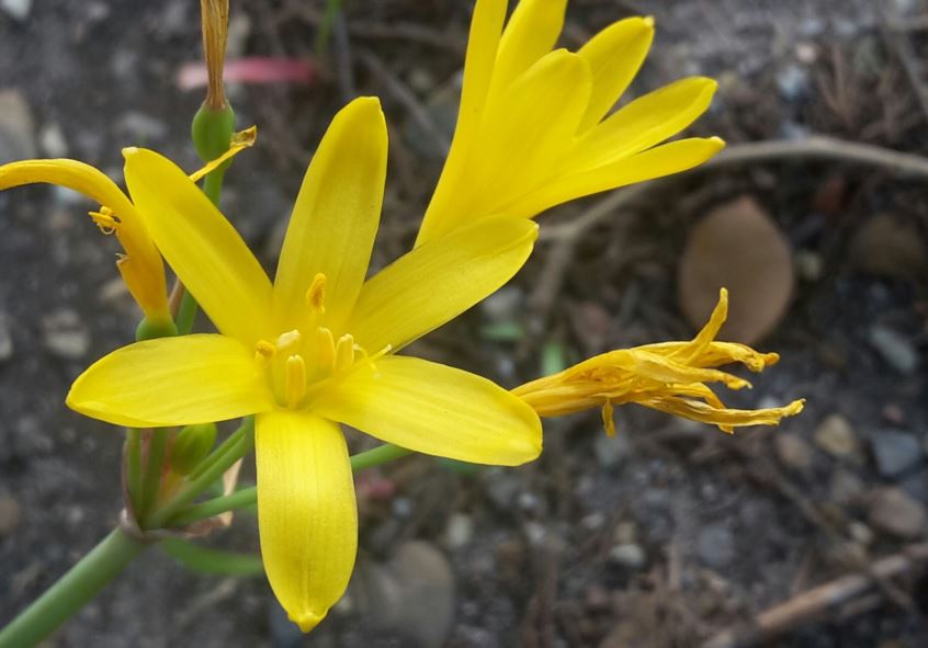 Cyrtanthus breviflorus - Bastervuurlelie, Geelvuurlelie, Mock fire lily, Yellow fire lily, Injobo