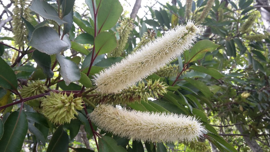 Cunonia capensis - Rooiels, Butterspoon tree, Red elder, umLulama
