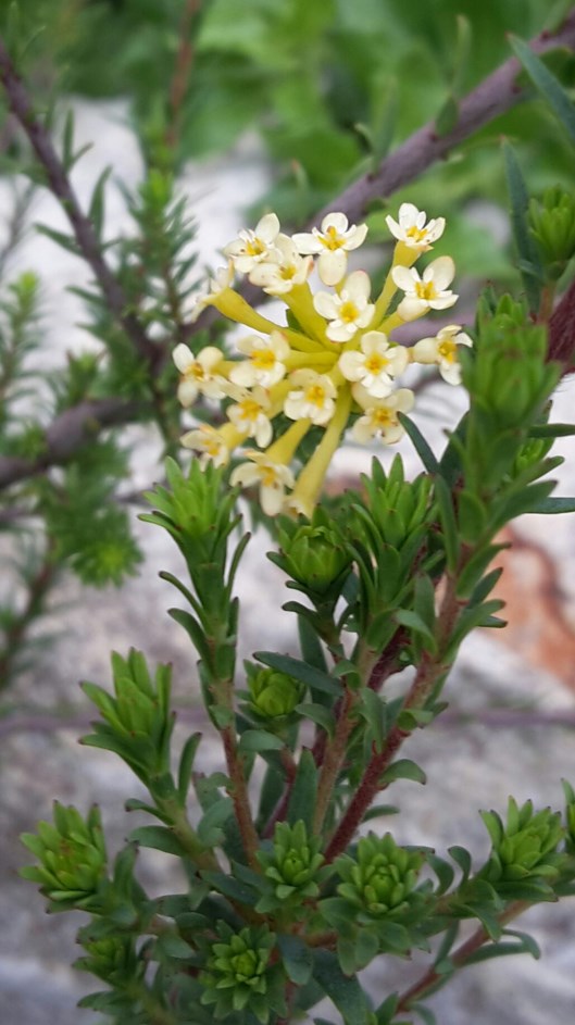 Gnidia squarrosa - Aandbossie, Saffron bush (Eng.)