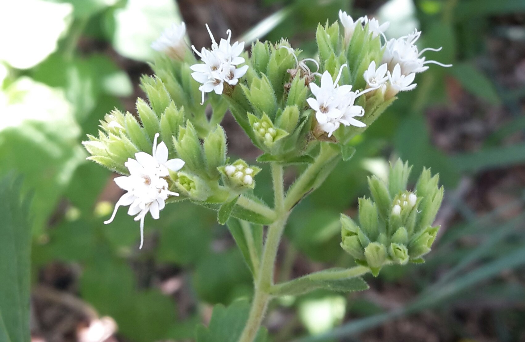 Stevia rebaudiana Stevia, Sugarleaf Stellenbosch University