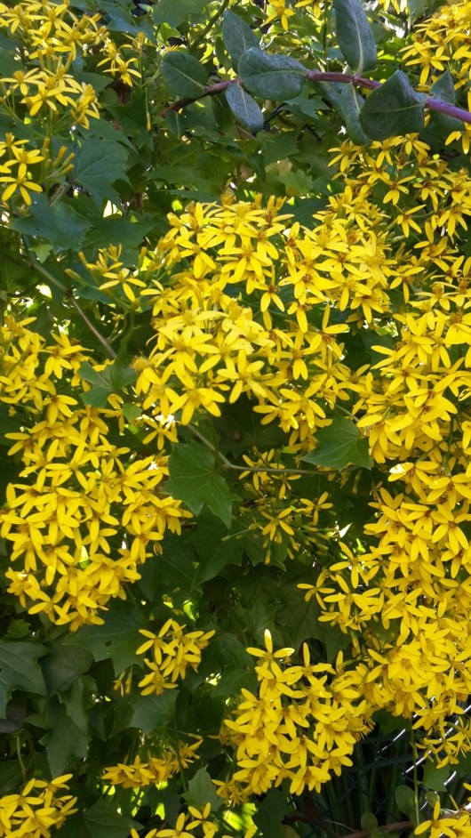 Senecio tamoides - Kanarieklimop, Canary creeper