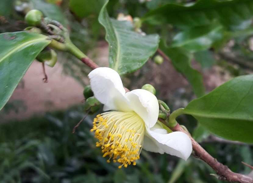 Camellia sinensis - Teeplant, Tea plant, Cháhuā