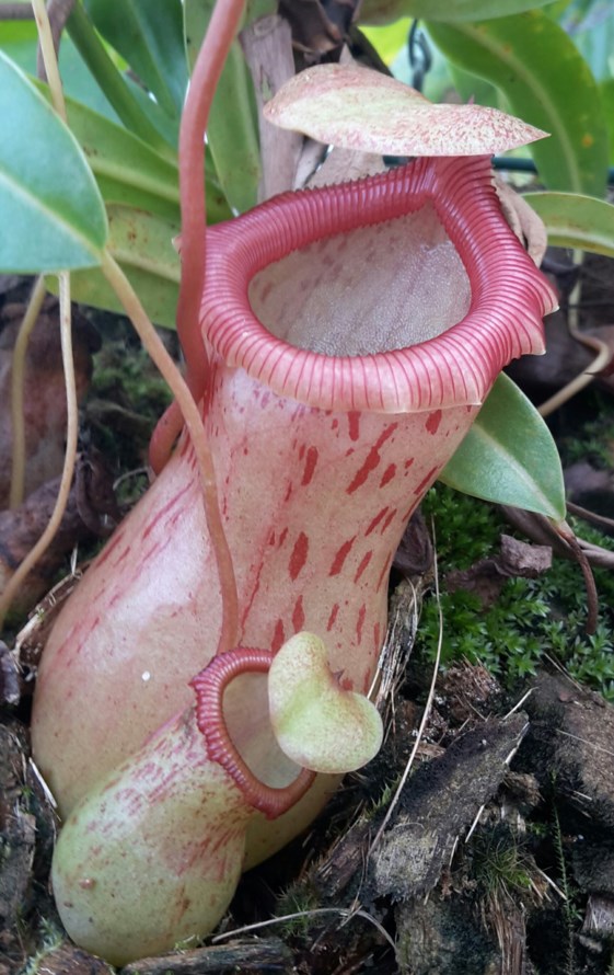 Nepenthes ventricosa - Tropical pitcher plant