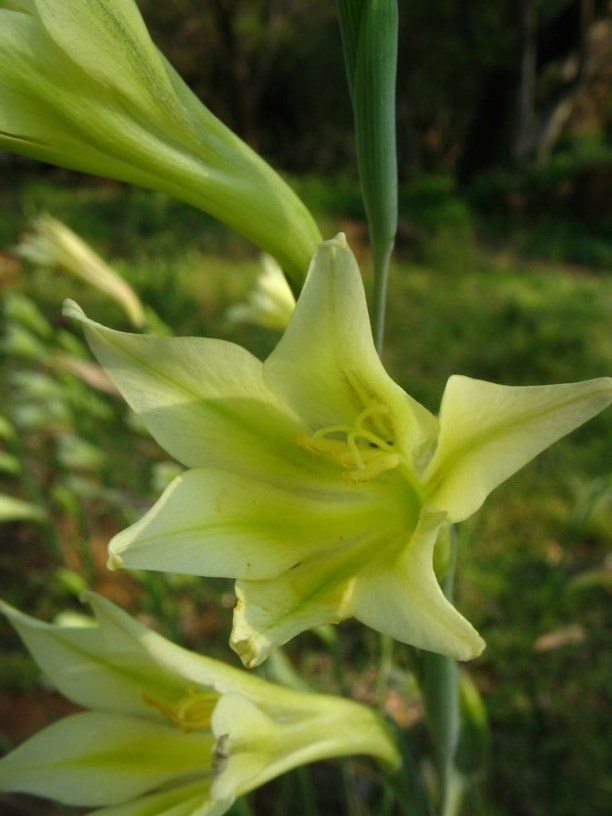 Gladiolus tristis - Vlei-aandblom, Everlasting gladiolus, Marsh Afrikaner