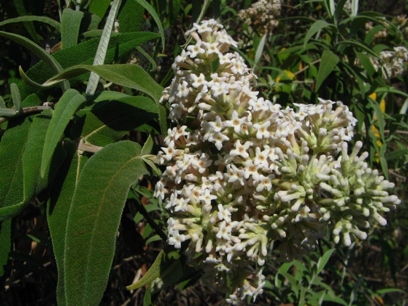 Buddleja salviifolia - Salieboom, Saliehout, Sagewood, iLothane, iLoshane
