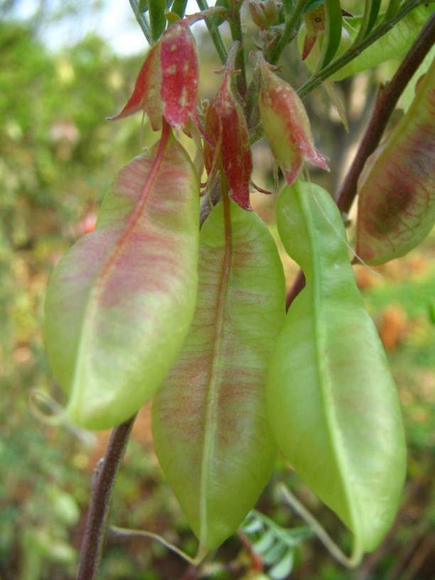 Lessertia frutescens - kankerbos, balloon pea, cancer bush, Sutherlandia, uMnwele