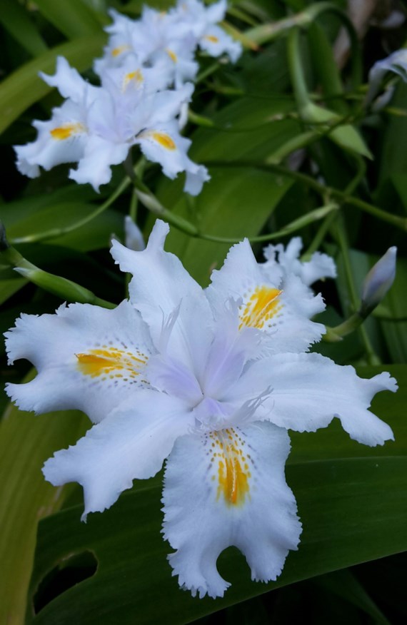 Iris japonica - Butterfly flower, Fringed iris