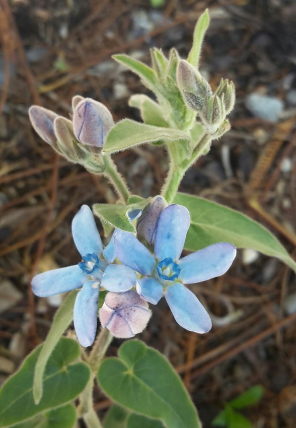 Oxypetalum coeruleum - Blue milkweed, Oxypetalum, Tweedia