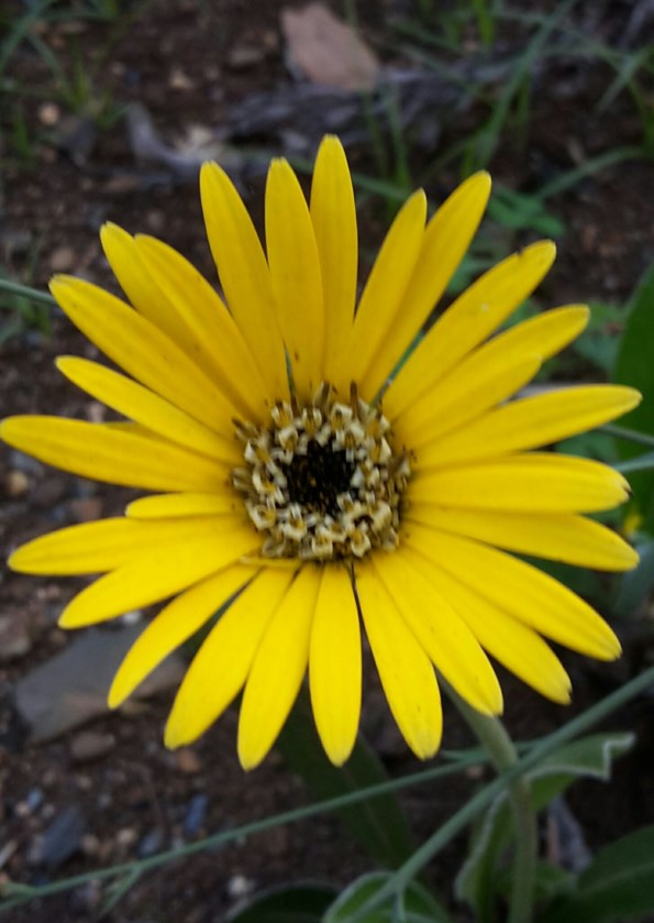 Gerbera aurantiaca - Daisy, Hilton daisy