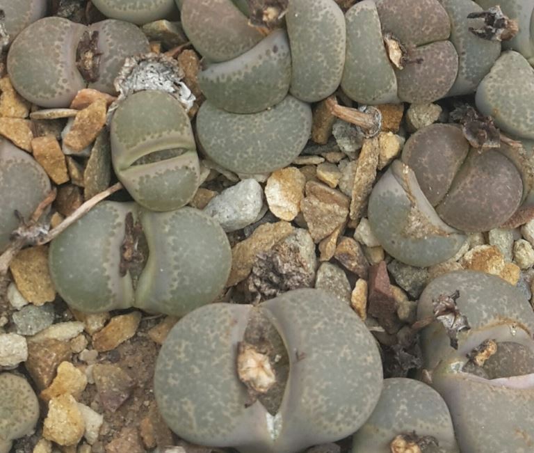 Lithops localis - Beeskloutjies, Stone plant