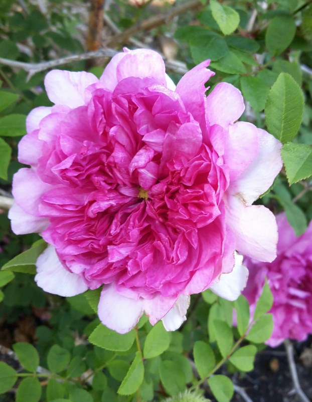 Rosa roxburghii 'Plena' - Double chestnut rose