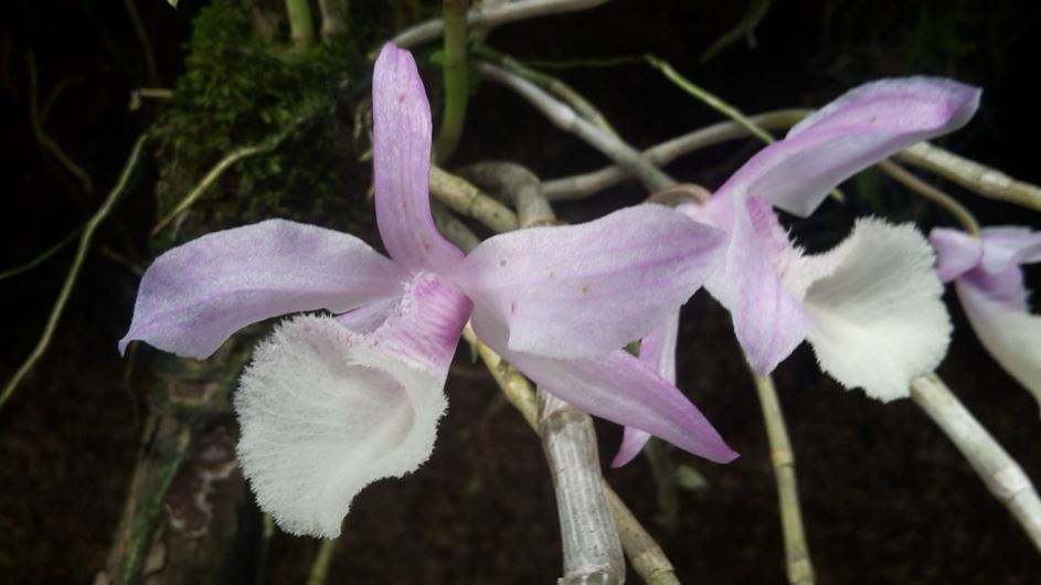 Dendrobium aphyllum - Leafless dendrobium