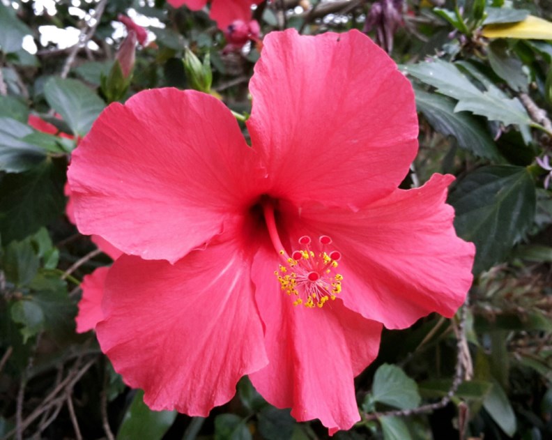 Hibiscus rosa-sinensis - Chinese stokroos, Chinese-hibiscus, Hawaiian hibiscus, Rose of China, Shoeblackplant